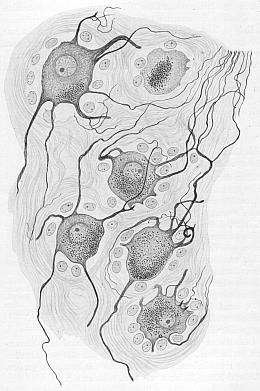 Eingeweidenervenzellen mit Nervenfaserausläufern